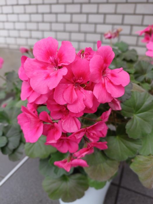 Пеларгонія Dolche vita Coral eyes