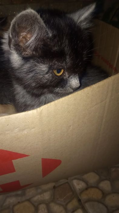 Кошинятка шукають собі нового дому