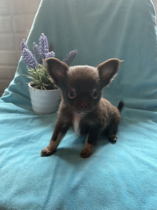 Chihuahua długowłosy czekoladowy piesek