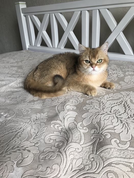 Котик шиншила ny 25.