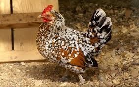 Продаю курей Мільфлер та карликова бентамка!Несуться кожен день!