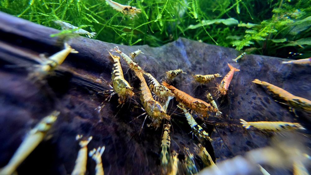Krewetki Tiger / Caridina mix 10szt