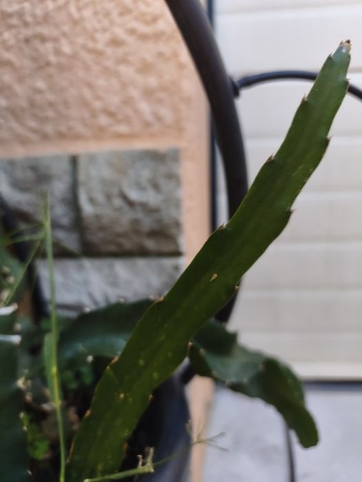 Planta de Pitayas, com raiz