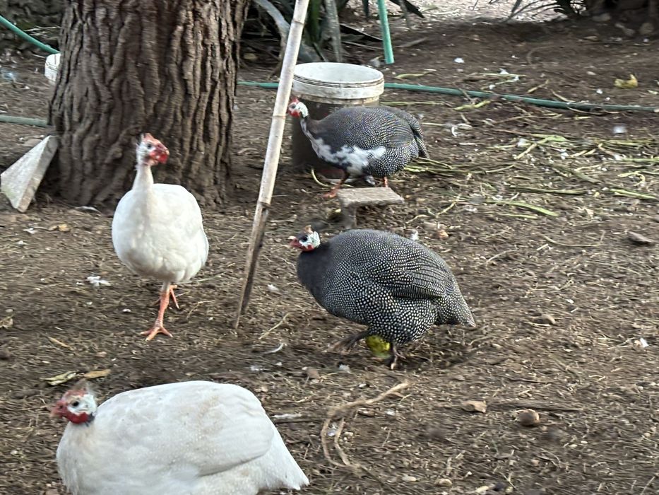 Fracas/galinha d’angola