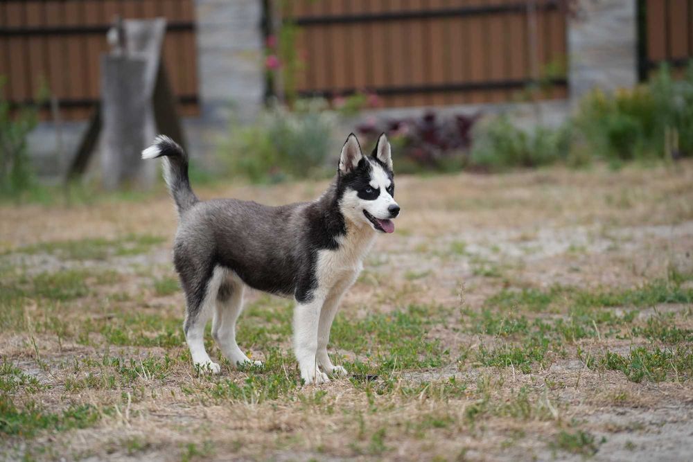 Siberian Husky Suczka