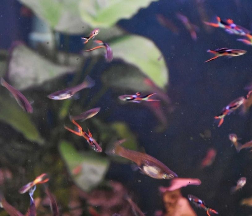Peixes Guppies endler