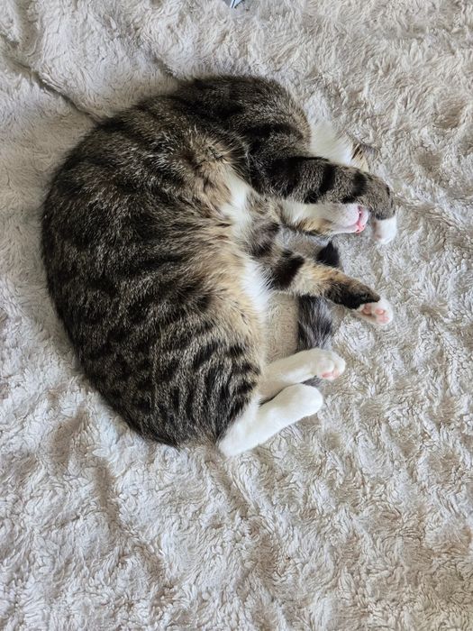 Young Leosia szuka domku na stałe!