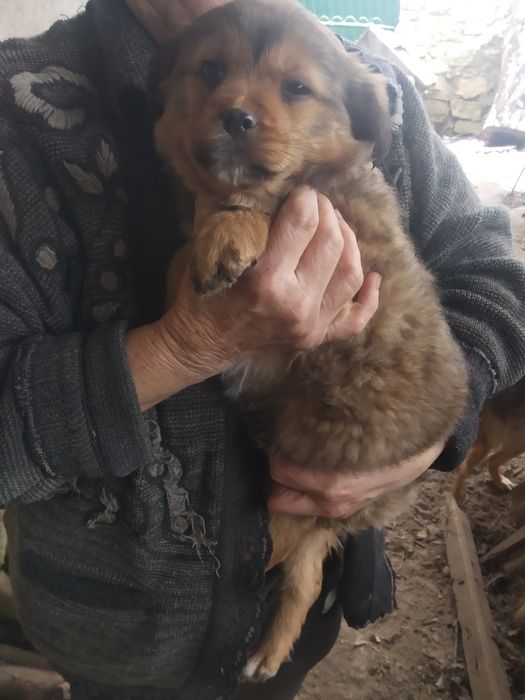 Віддам в добрі руки