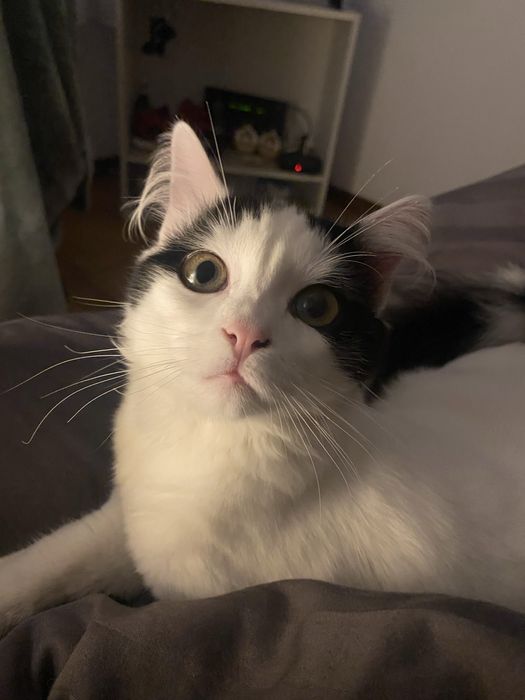 Adocão Responsável