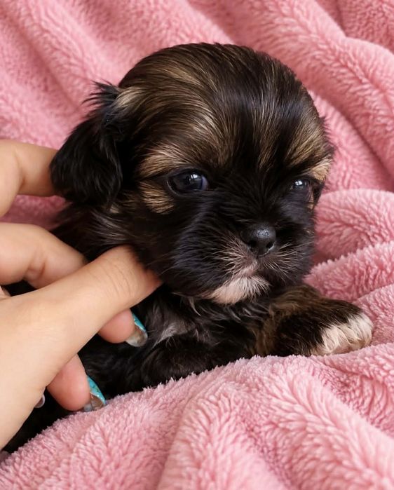Pixi urocza dziewczynka Shih tzu