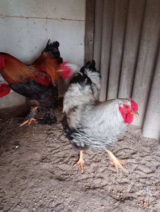 Galos Brahma perdiz dourada e wyandote prata