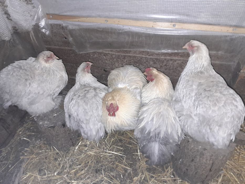 Інкубаційні яйця курей брама ізабелла.