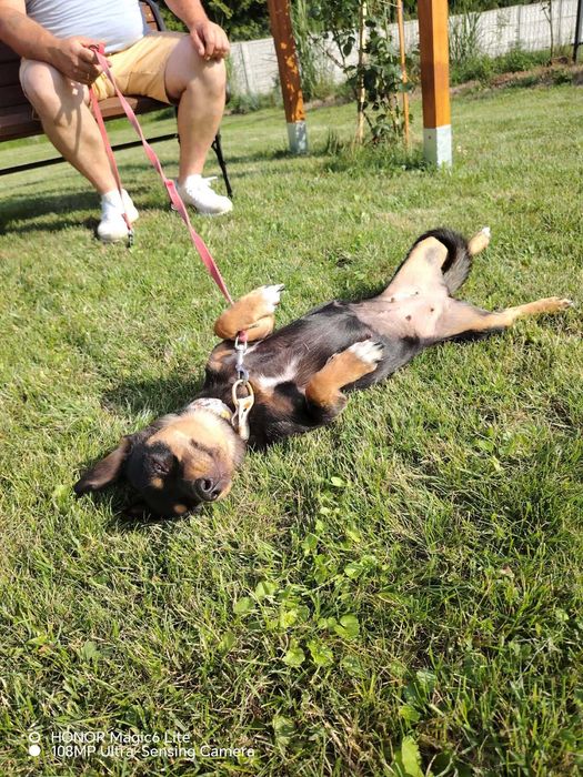 Myszka, 9 kg słodyczy  do kochania