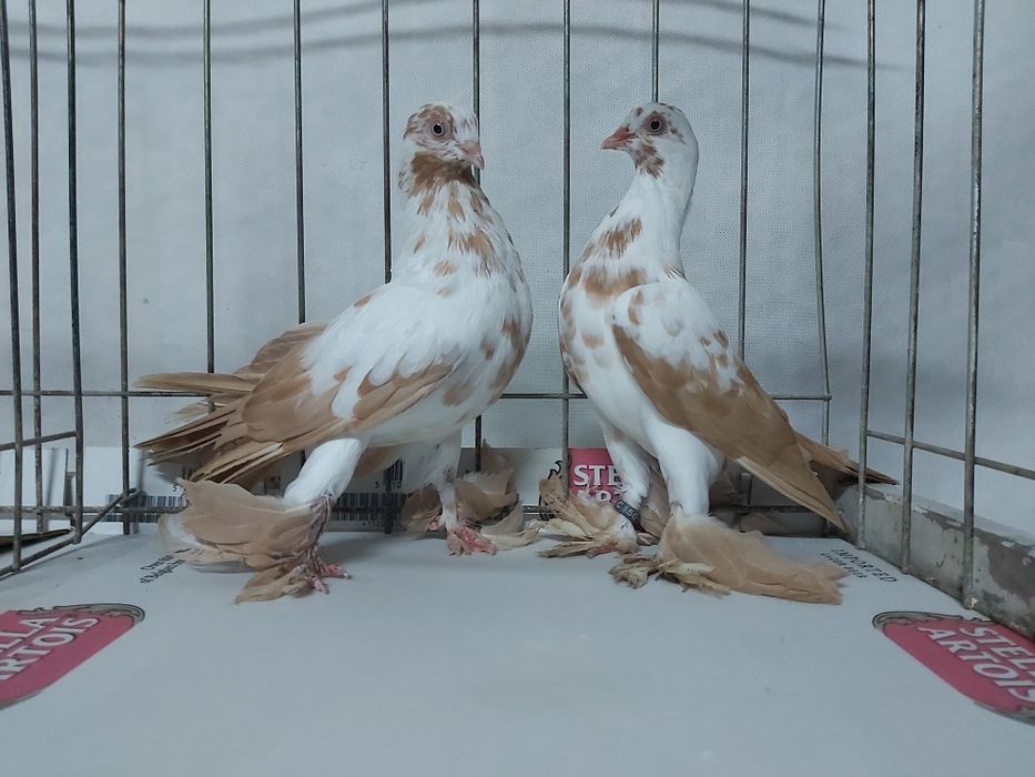 Gołębie Widyny Żółte