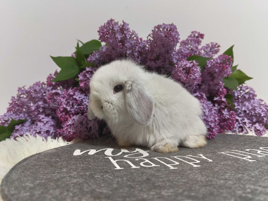 Piękne króliczki Mini Lop.