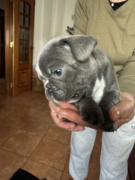 Buldogue Francês macho