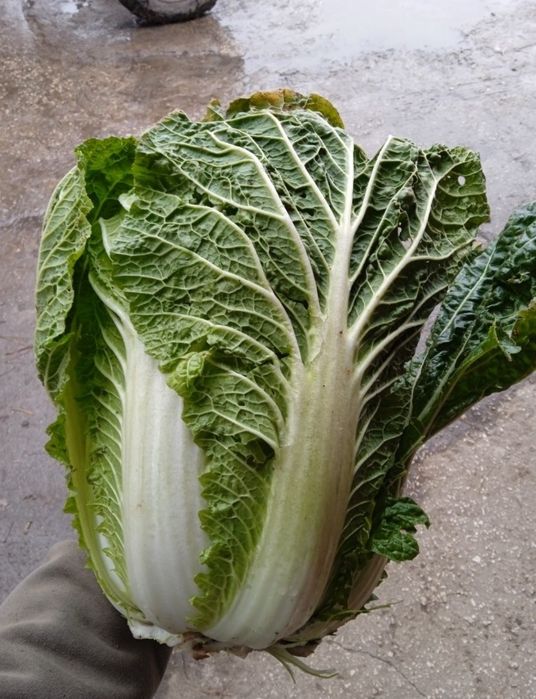 kapusta pekińska 4 sztuki wysyłka inpost od rolnika paczkomat