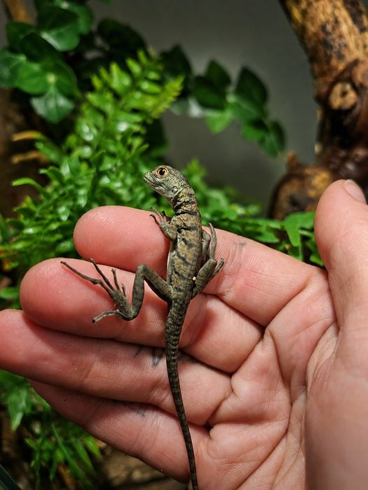 Bazyliszek platkoglowy maluchy swietne na pupila