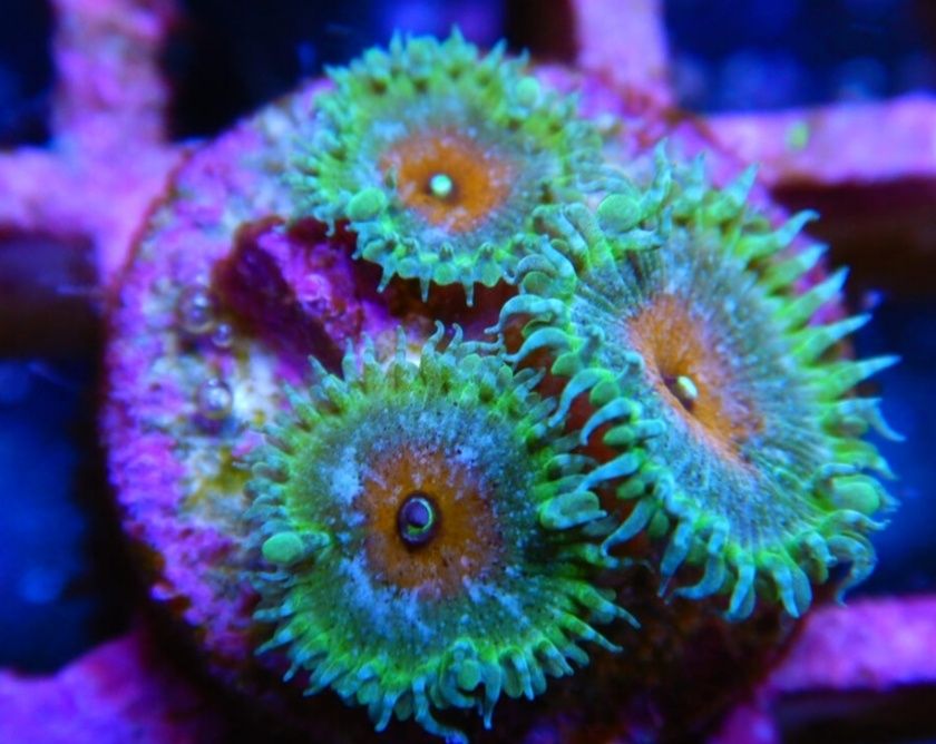 Zoanthus Capitan Ameryka