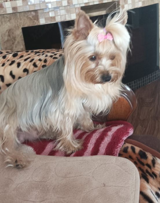 Yorkshire terrier