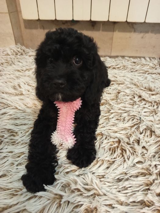 Szczeniak Cavapoo