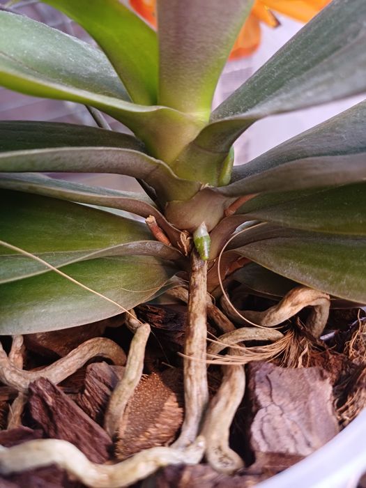 Орхидея ароматная