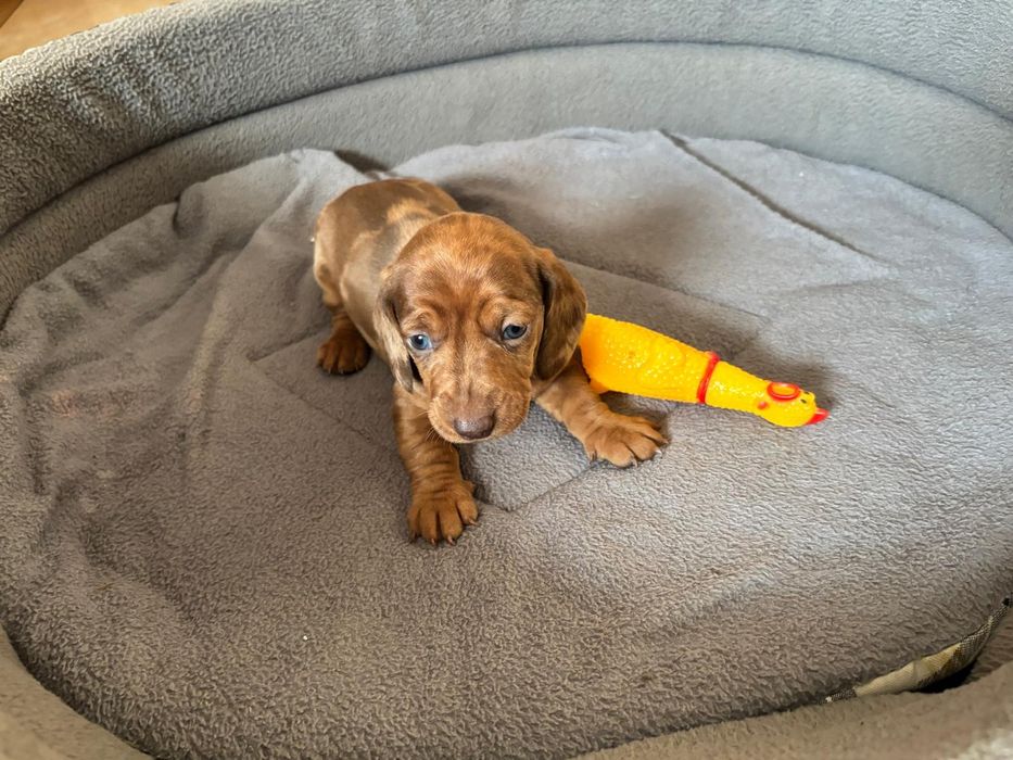 Jamnik miniaturowy merle