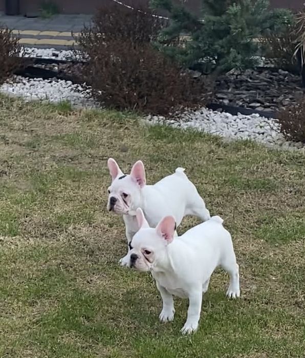 Buldog Francuski, suczka, biała