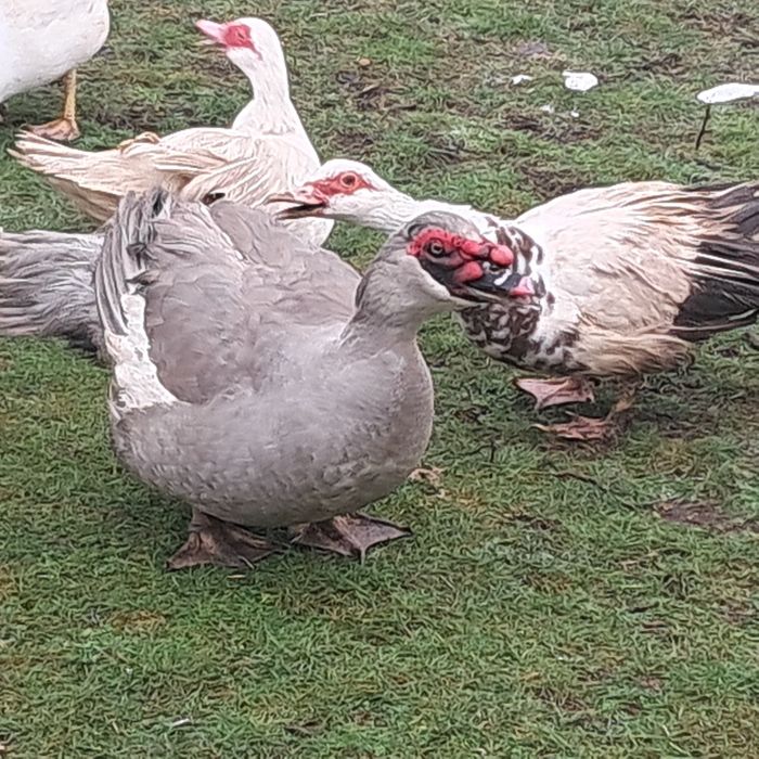 Продам качорів мускусних качок