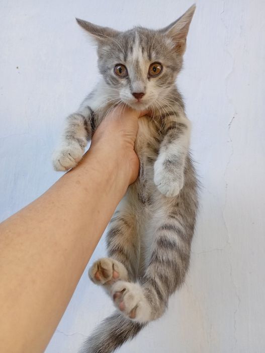 Породистые Котята девочки