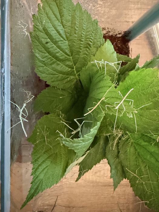 Patyczaki rogate niebieskie - oddam