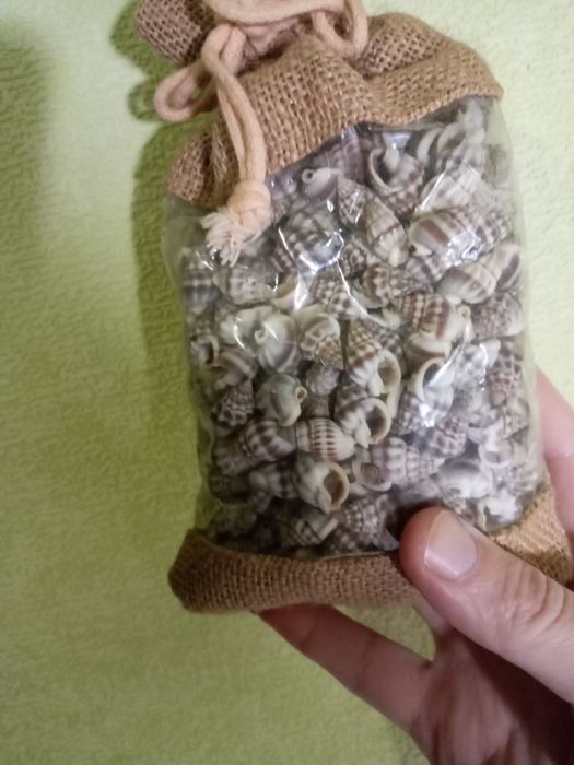 Набор ракушек подарочный из Италии.  Тема- океан.  Множество  ракушек.