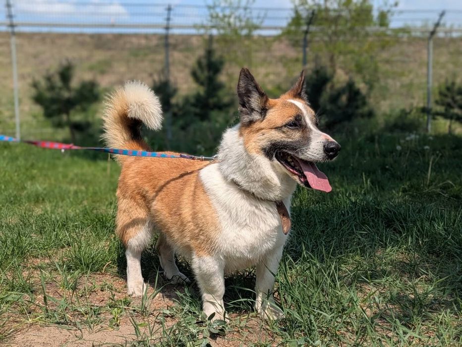Zefir mix Corgi do adopcji!