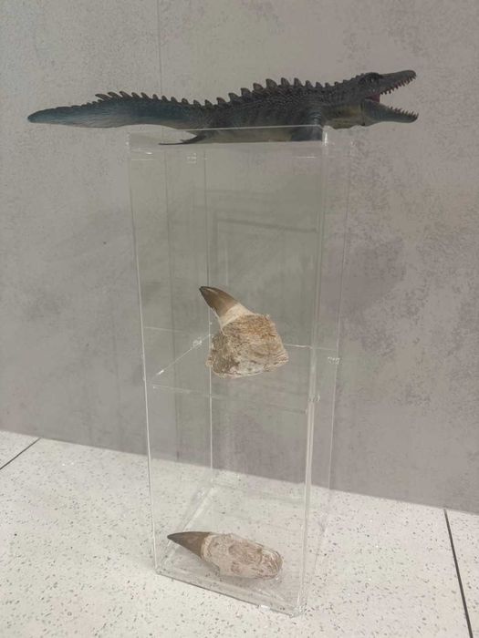 Prawdziwe zęby dinozaura Mosasaur Mozozaur Gigant