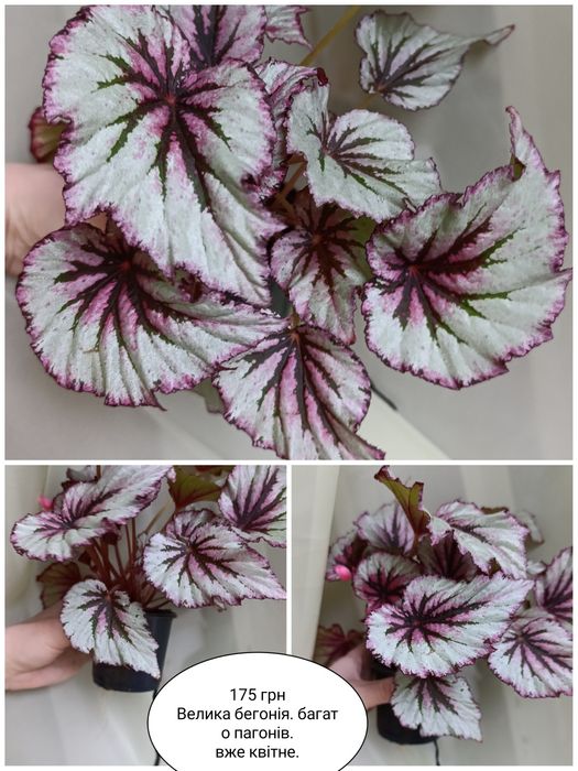 Бегонії дорослі різних сортів. 3 рослини 370 грн