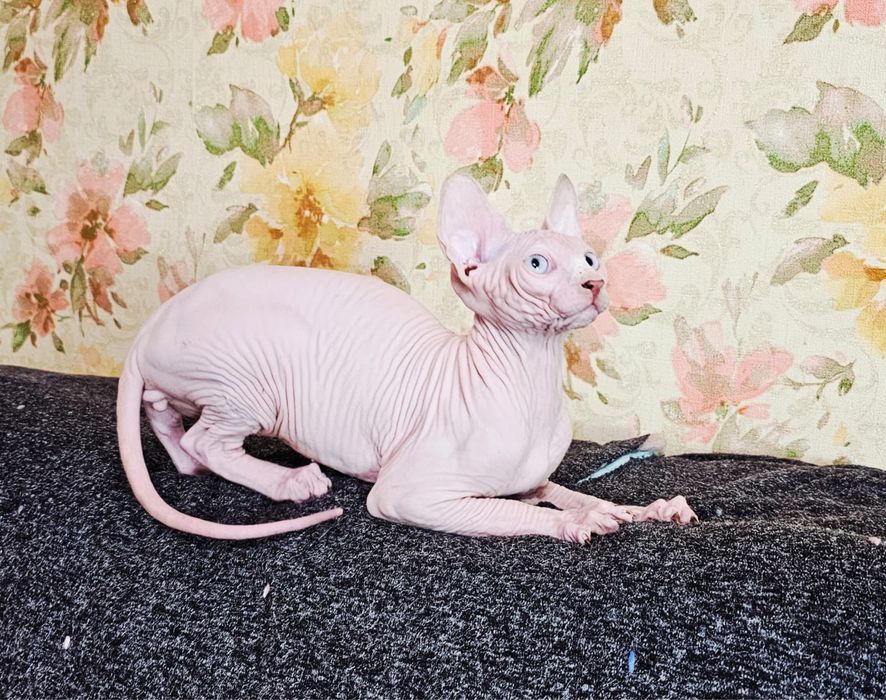 Хлопчик   Сфінкс