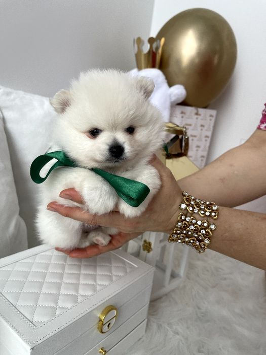 Ексклюзивні хлопчики Померанські шпіци з ідеальним характером