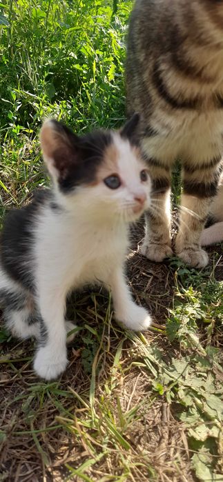 Кошенята, котята, гарнесенькі м.Лозова та околиці.