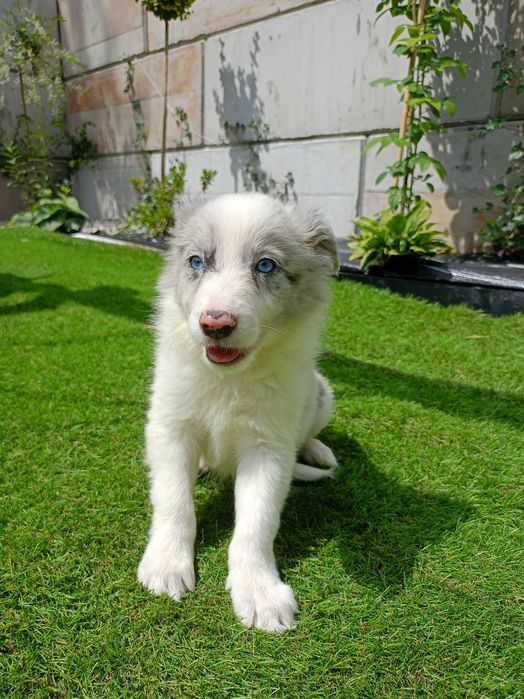 Piesek Border Collie blue merle