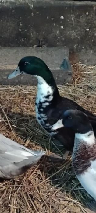 Mam do sprzedania Dwa kaczory