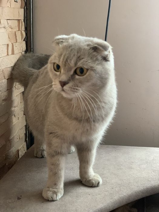Шотландські висловухі кошенята