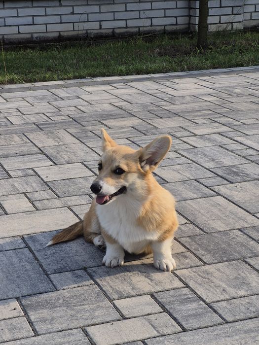 Wels Corgi Pembroke suczka FCI