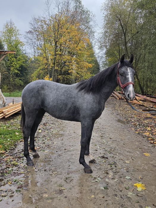 Siwy Walaszek śląski