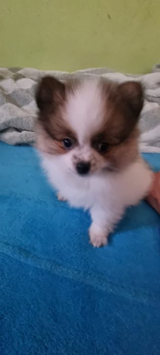 Акция Шпиц померанский щенки