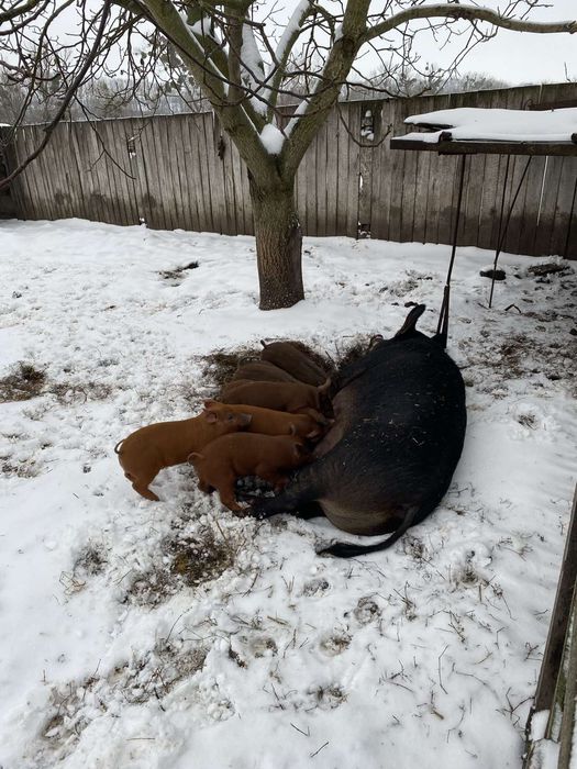 Поросята дюрок.  Селекція Dan Bred. Приймаю замовлення на весну.