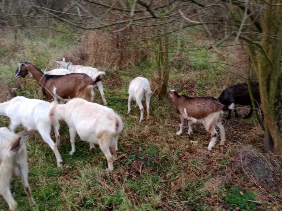 Терміново продам кози