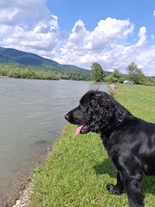 В'язка російського спаніеля