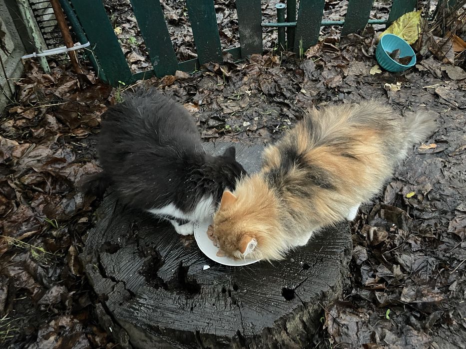 Кошеня (кішка, киця, дівчинка, котенок, кошка, девочка)