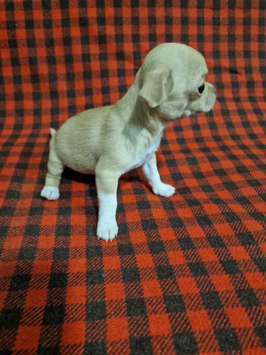 Цуценя чихуахуа дівчинка