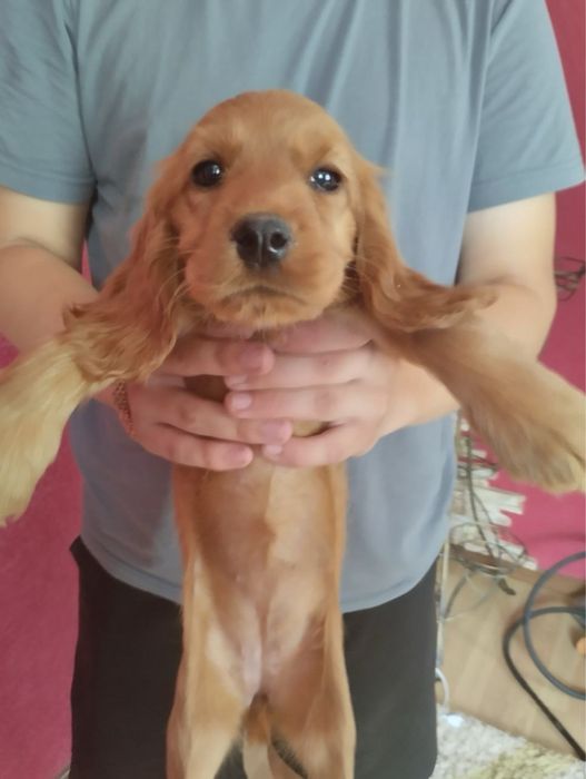 Цуценята Англійського Кокера